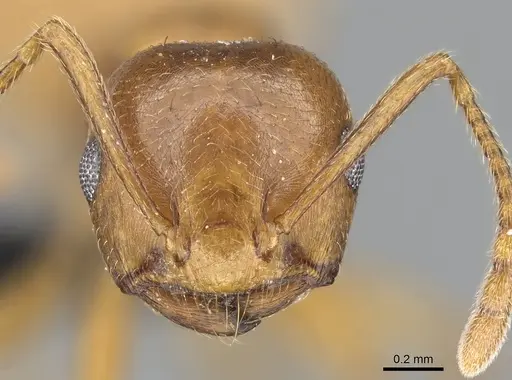 Crematogaster bara - CASENT0491123