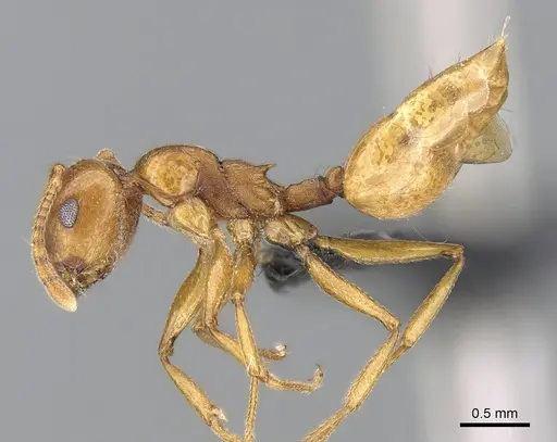 Crematogaster bara - CASENT0491123