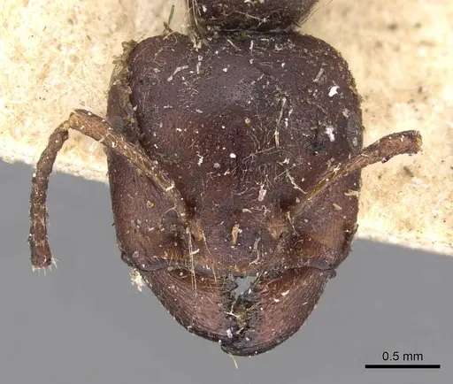 Crematogaster batesi specimen