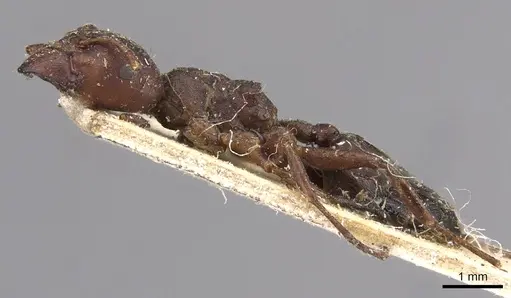 Crematogaster batesi specimen