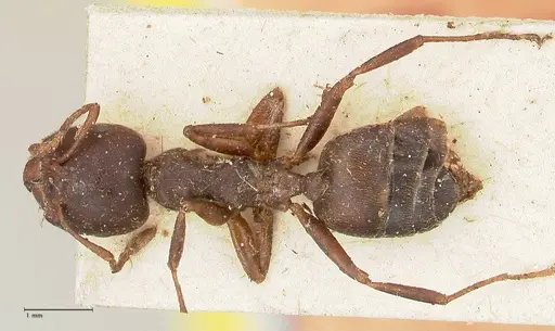 Crematogaster batesi - FOCOL0643