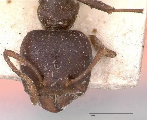 Crematogaster batesi - FOCOL0643