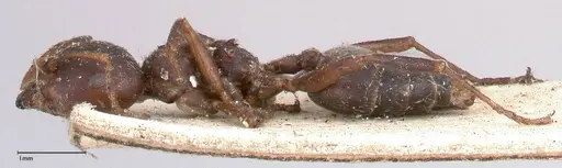 Crematogaster batesi - FOCOL0643