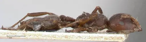 Crematogaster batesi - FOCOL0643