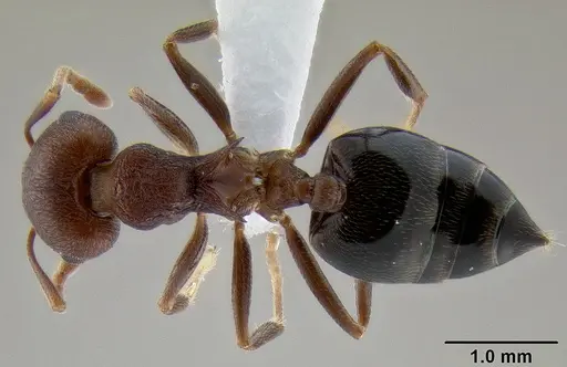 Crematogaster bequaerti specimen