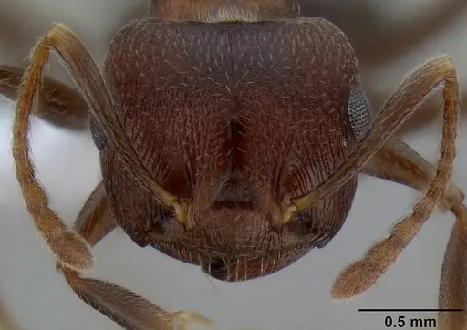 Crematogaster bequaerti specimen