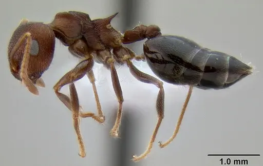 Crematogaster bequaerti specimen