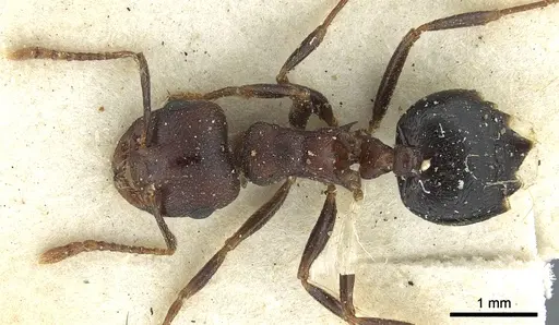Crematogaster bequaerti - CASENT0902062