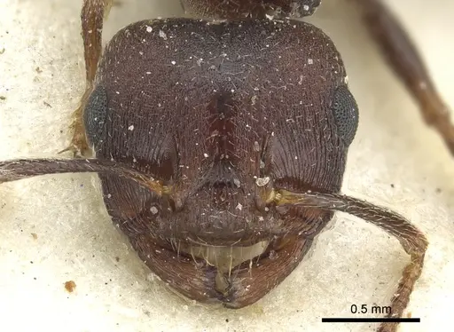 Crematogaster bequaerti - CASENT0902062