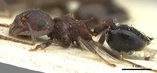 Crematogaster bequaerti - CASENT0902062