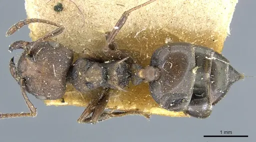 Crematogaster bequaerti - CASENT0904477
