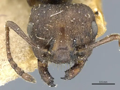 Crematogaster bequaerti - CASENT0904477
