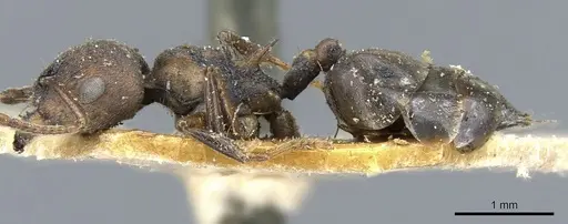 Crematogaster bequaerti - CASENT0904477