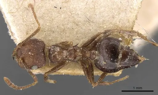 Crematogaster bequaerti - CASENT0908604