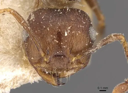 Crematogaster bequaerti - CASENT0908604