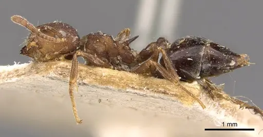 Crematogaster bequaerti - CASENT0908604