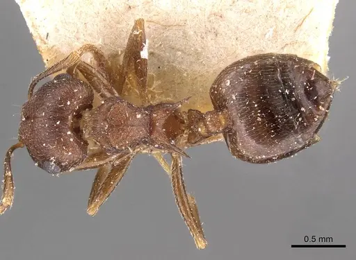 Crematogaster bequaerti - CASENT0908605