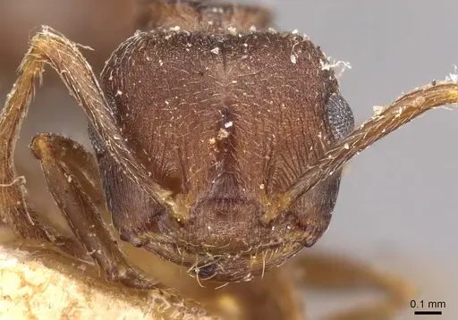 Crematogaster bequaerti - CASENT0908605