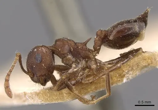 Crematogaster bequaerti - CASENT0908605