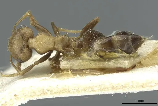 Crematogaster bequaerti - CASENT0912794