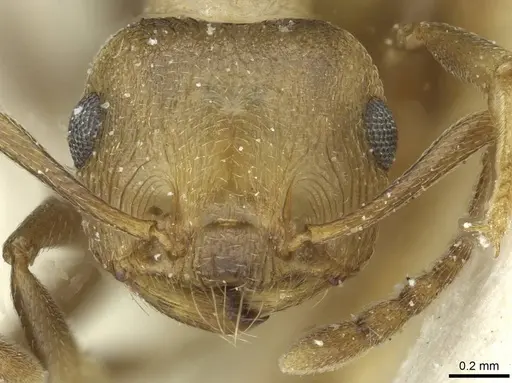 Crematogaster bequaerti - CASENT0912794