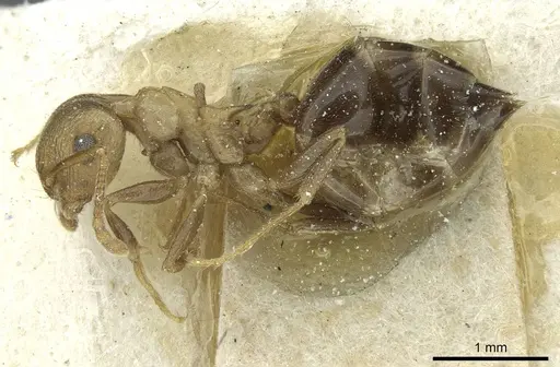 Crematogaster bequaerti - CASENT0912794