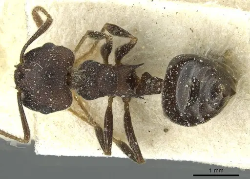 Crematogaster bequaerti - CASENT0912795