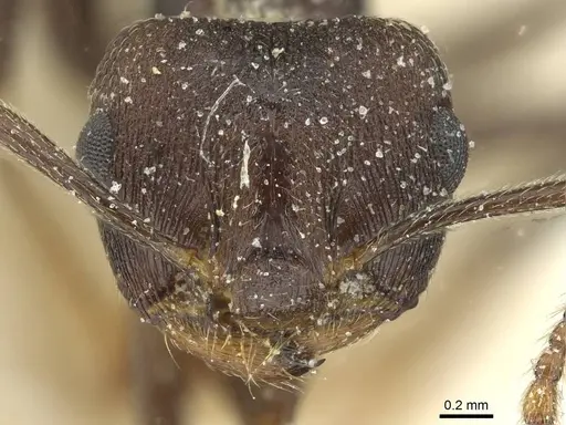 Crematogaster bequaerti - CASENT0912795