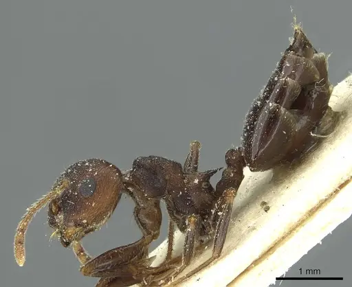 Crematogaster bequaerti - CASENT0912795