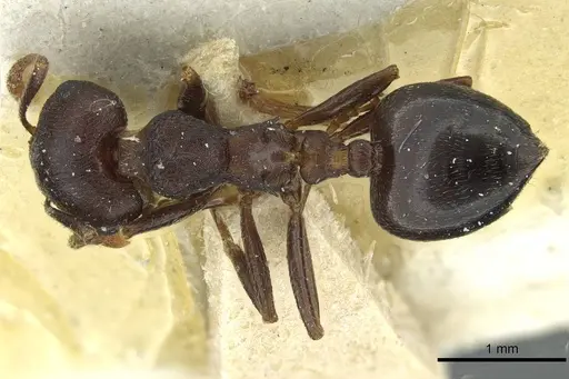 Crematogaster bequaerti - CASENT0912796