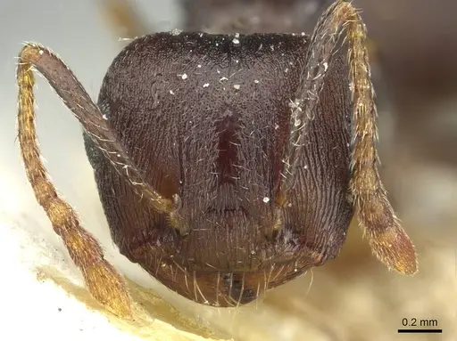 Crematogaster bequaerti - CASENT0912796