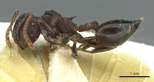 Crematogaster bequaerti - CASENT0912796