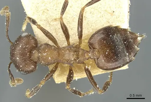 Crematogaster bequaerti - CASENT0912797