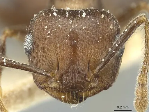 Crematogaster bequaerti - CASENT0912797