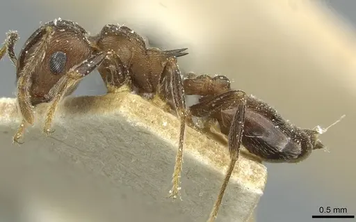 Crematogaster bequaerti - CASENT0912797