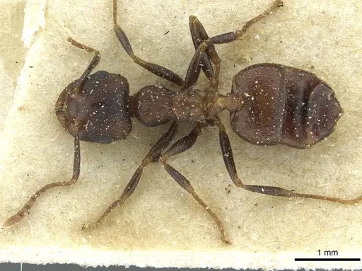 Crematogaster bequaerti - CASENT0912798
