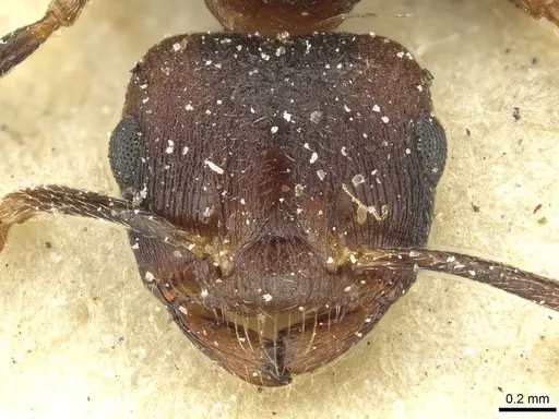 Crematogaster bequaerti - CASENT0912798