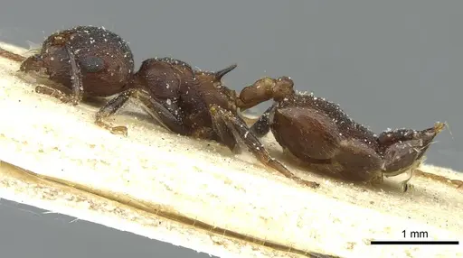 Crematogaster bequaerti - CASENT0912798