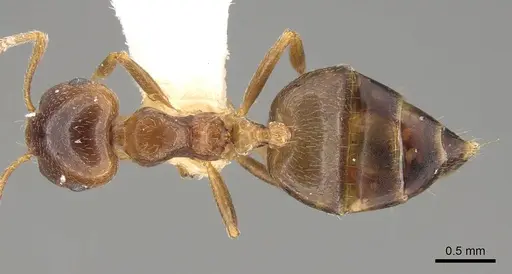 Crematogaster bequaerti - CASENT0914192