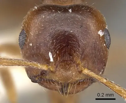 Crematogaster bequaerti - CASENT0914192