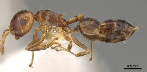 Crematogaster bequaerti - CASENT0914192