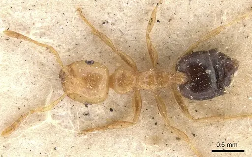 Crematogaster bicolor specimen