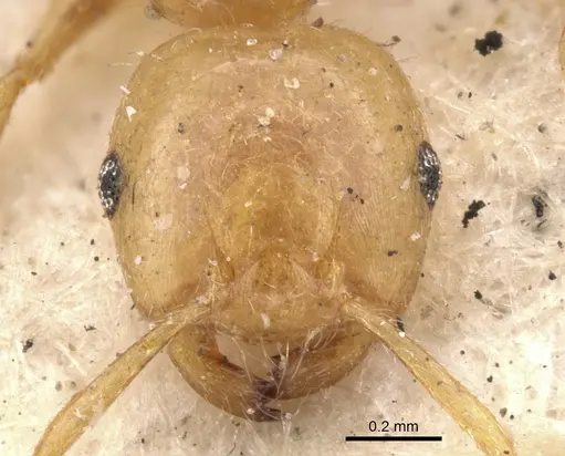 Crematogaster bicolor specimen