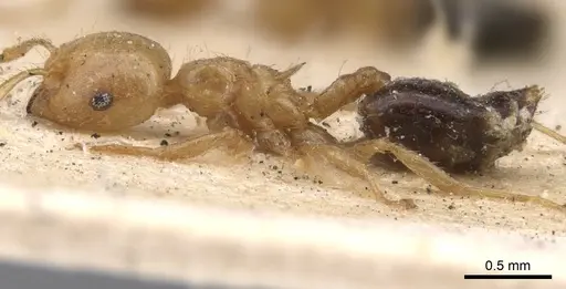 Crematogaster bicolor specimen