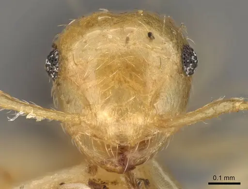 Crematogaster bicolor - CASENT0914306