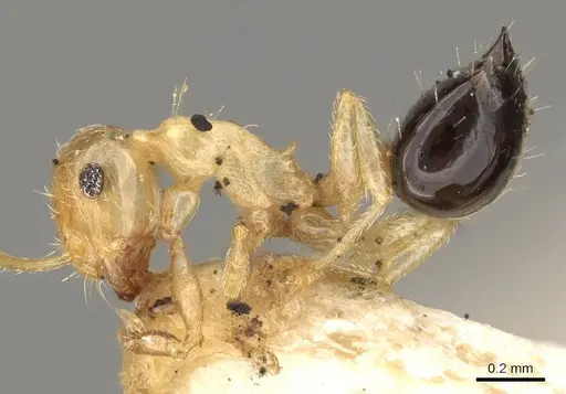 Crematogaster bicolor - CASENT0914306