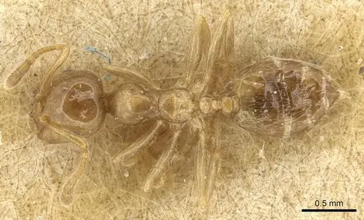 Crematogaster biformis specimen