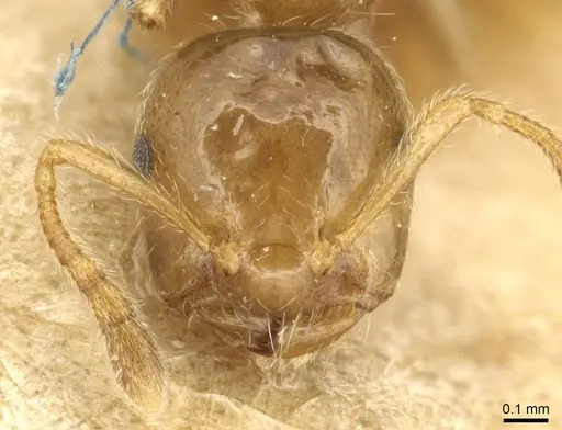 Crematogaster biformis specimen