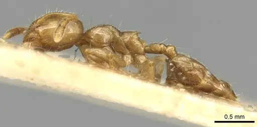 Crematogaster biformis specimen