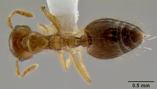 Crematogaster binghamii specimen